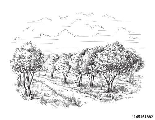 500x388 Orange - Orange Tree Sketch