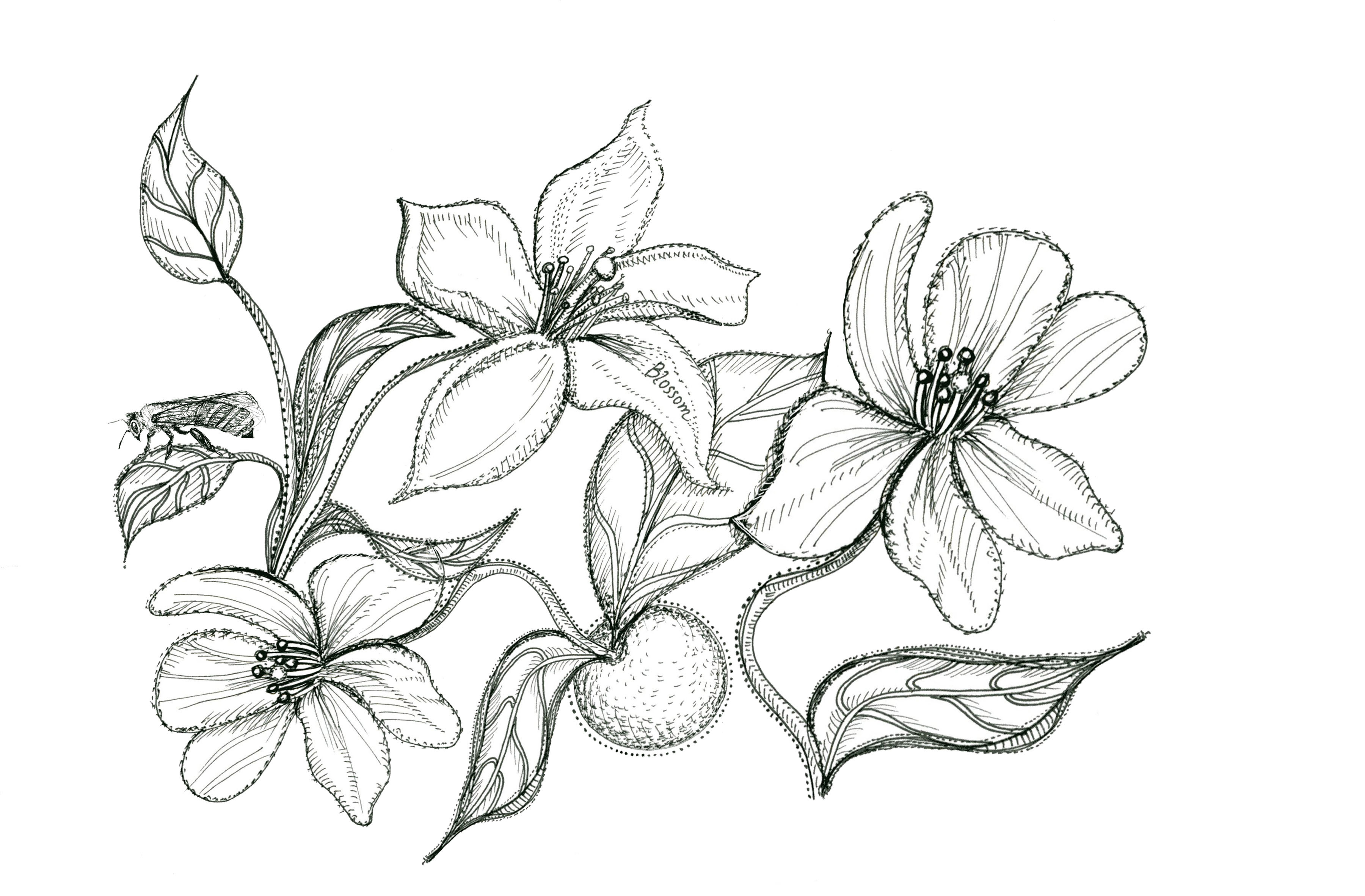 3600x2364 Orange Blossom Drawing Diagram - Orange Tree Sketch
