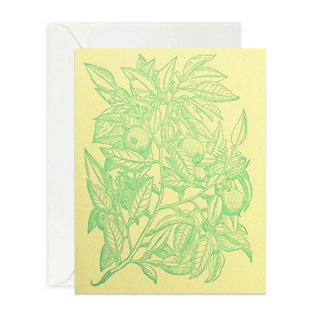 1000x1000 Orange Tree, Yellow Wknd Press - Orange Tree Sketch