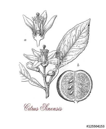 411x500 Orange Tree (Citrus Sinensis), Botanical Vintage Engraving Stock - Orange Tree Sketch