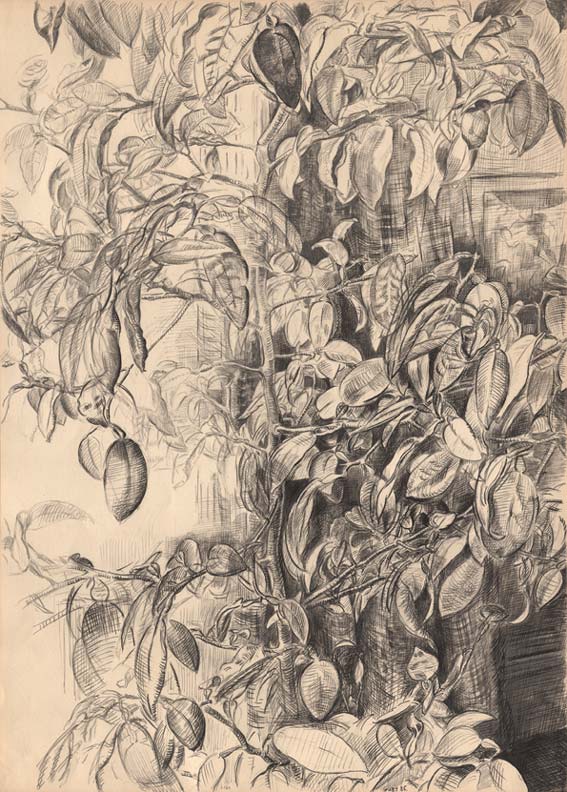 567x792 Small Orange Tree - Orange Tree Sketch