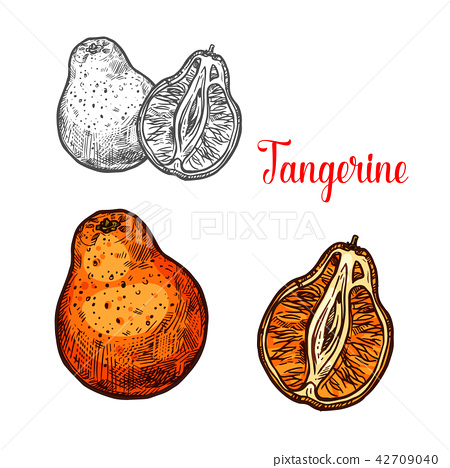 450x468 Tangerine Citrus Fruit Sketch Of Mandarin Orange - Orange Tree Sketch