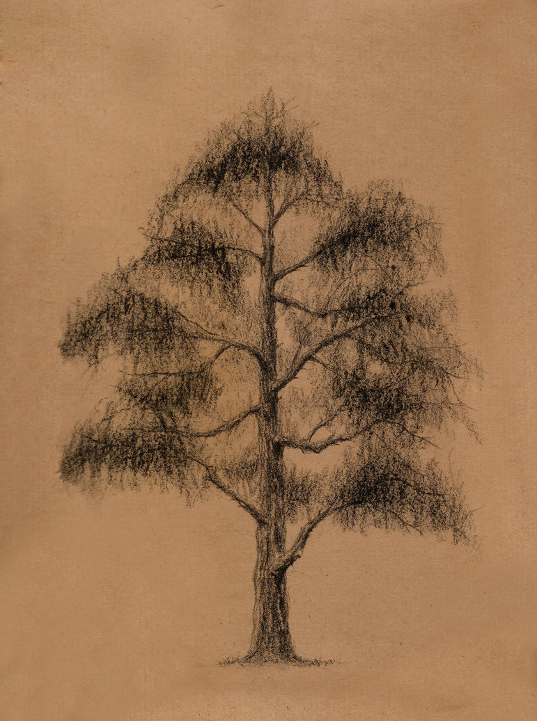 771x1036 Tree Sketch By Emingokkurt - Orange Tree Sketch