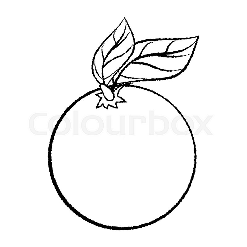 800x800 Hand Drawn Sketch Of Orange And Leaf Isolated, Black And White - Orange Tree Sketch