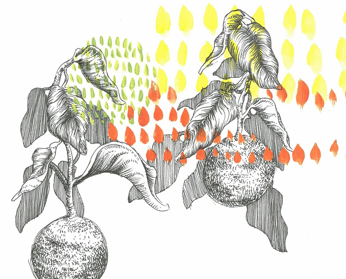1200x967 Liz Jeal On Twitter - Orange Tree Sketch