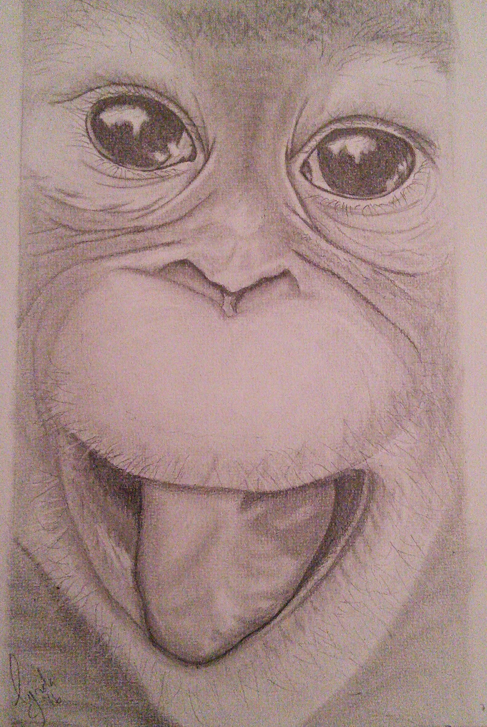 1552x2316 Lynda Colley Originals - Orangutan Sketch
