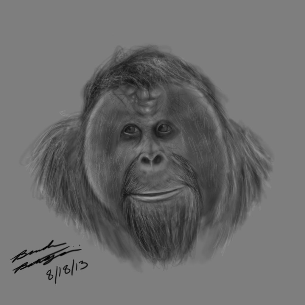 1024x1024 Old Orangutan Sketch By On @ - Orangutan Sketch
