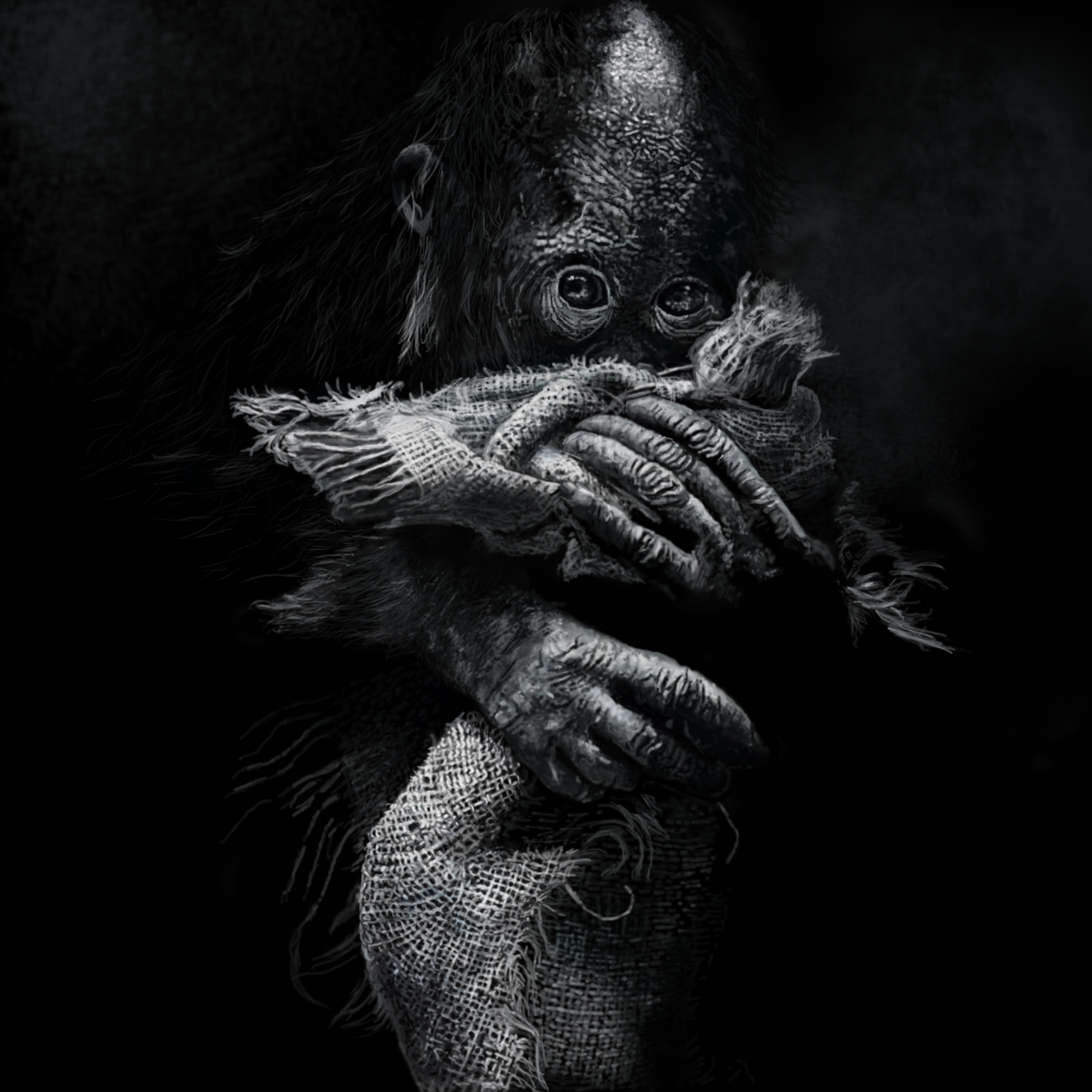 5906x5906 Orangutan - Orangutan Sketch