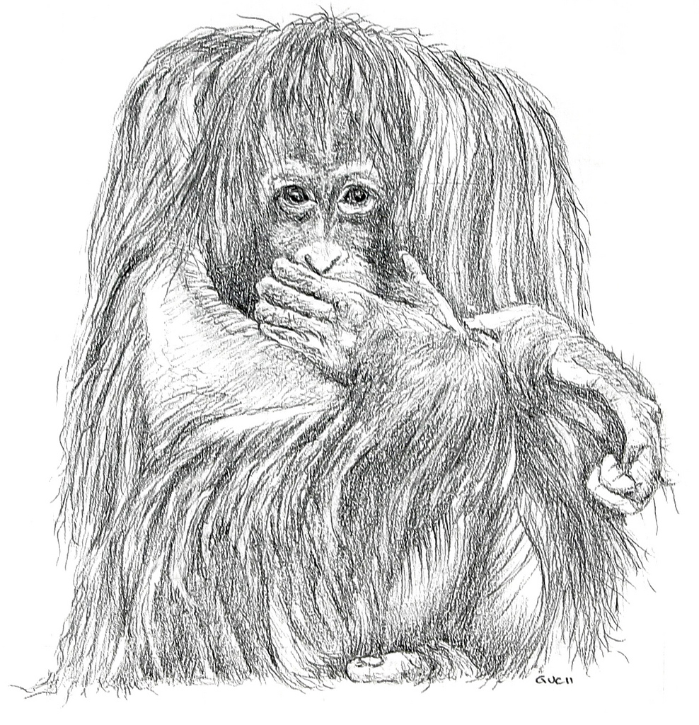 988x1024 Orangutan (Pencil) This Pencil Drawing Can Be Found In - Orangutan Sketch