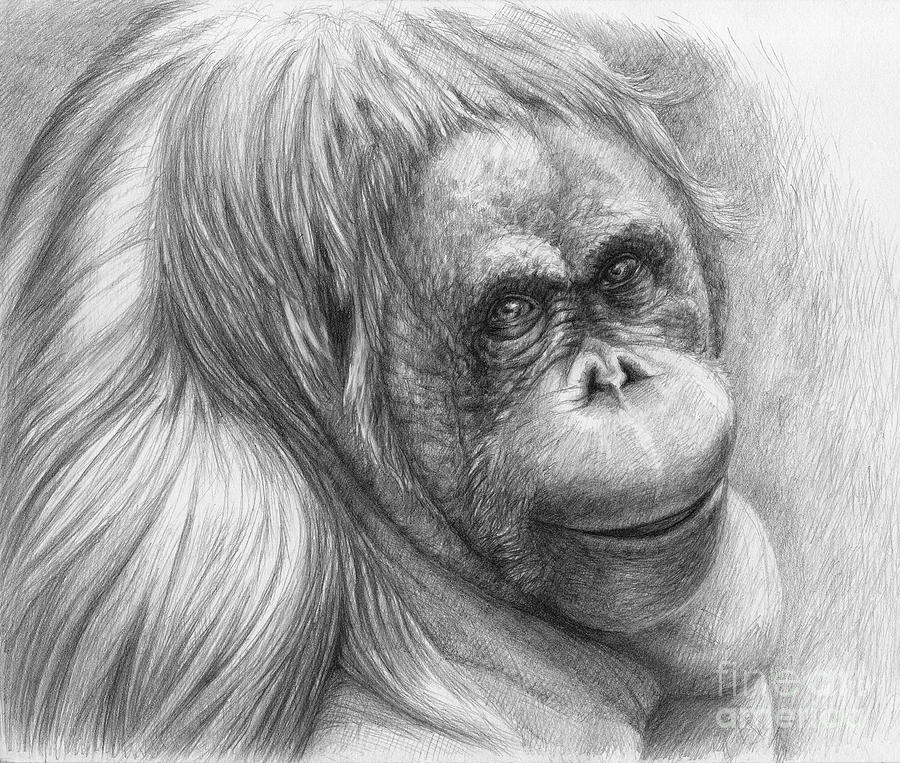900x763 Orangutan - Orangutan Sketch