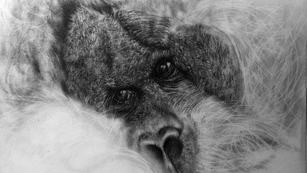1080x607 Orangutan Carbon Pencil Sketch - Orangutan Sketch