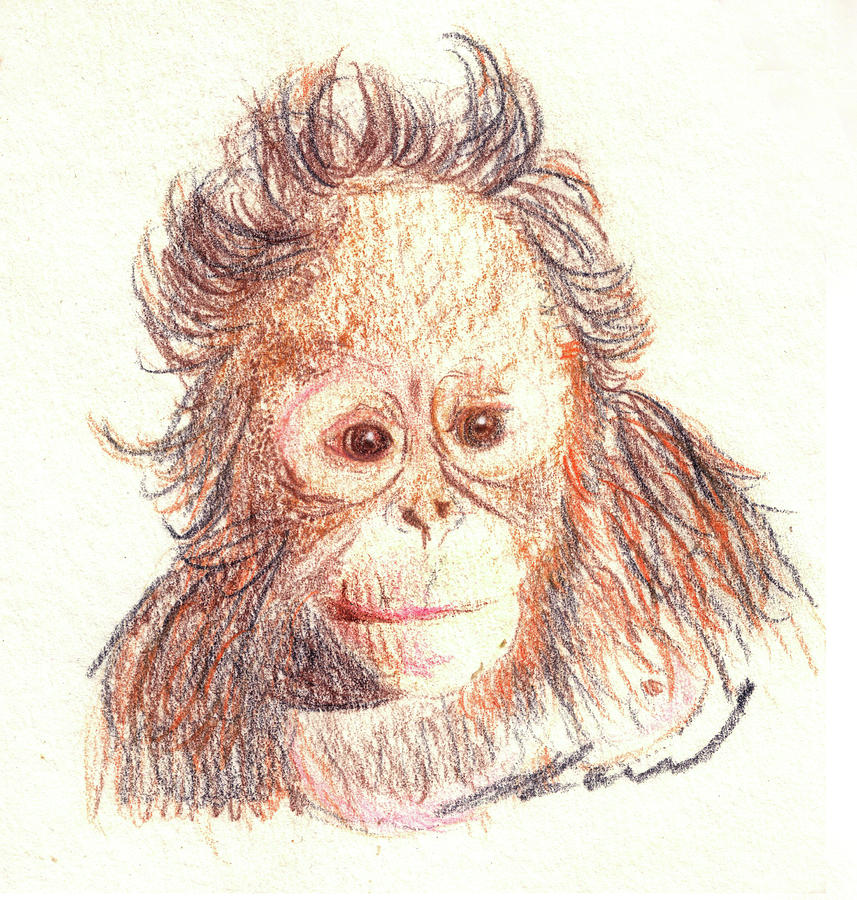 857x900 Orangutan Drawing By Julie L Hoddinott - Orangutan Sketch