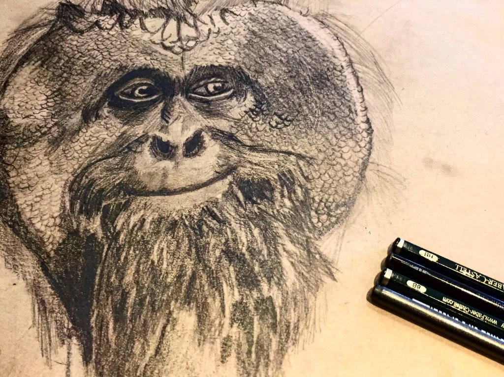 1024x767 Orangutan Sketch By Travisvaught - Orangutan Sketch