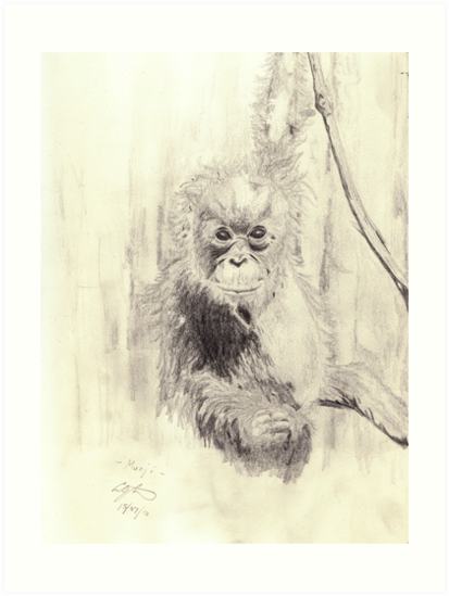 413x549 Orangutan Sketch - Orangutan Sketch