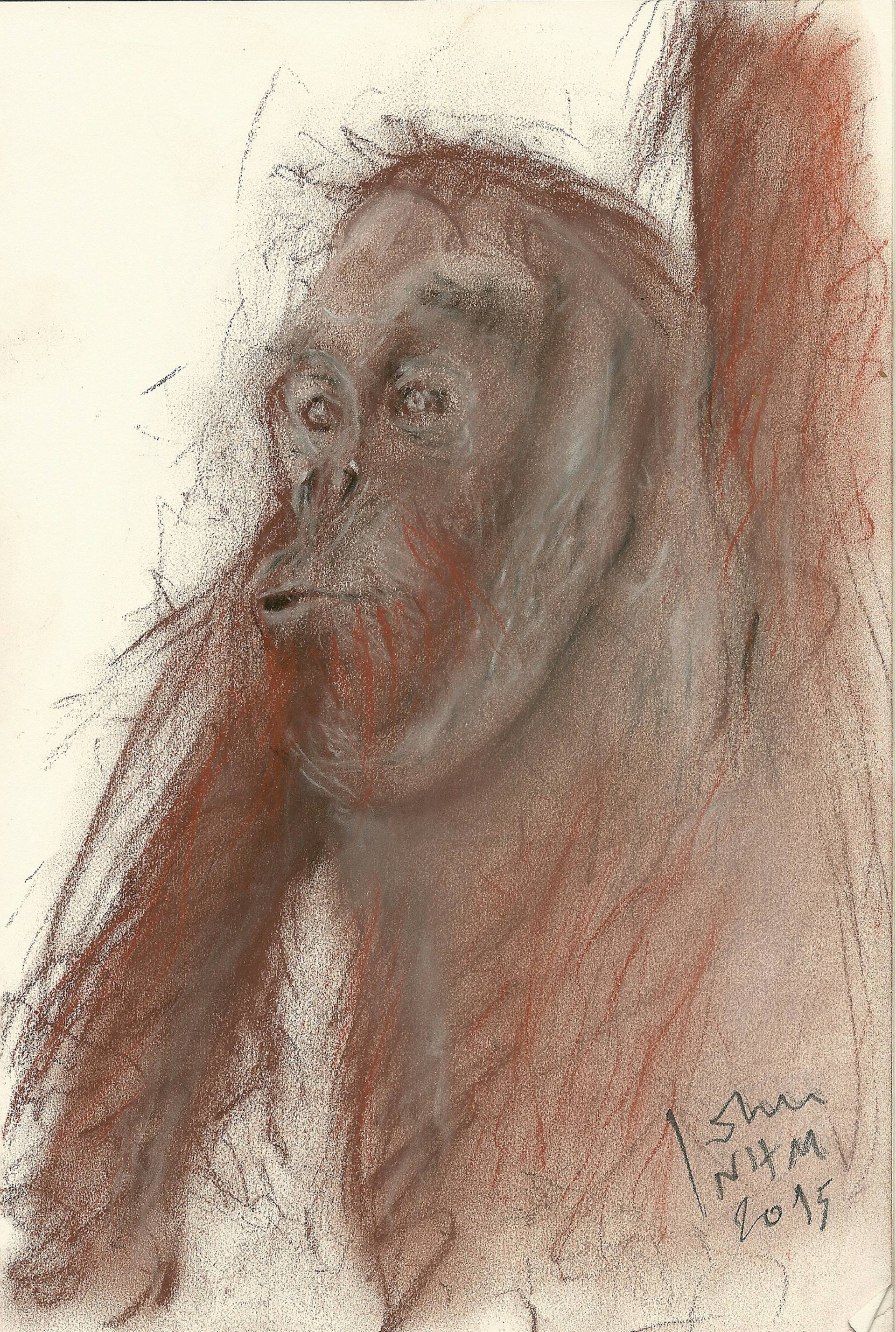 1920x2854 Saatchi Art Orangutan For Han Drawing By John Donnelly - Orangutan Sketch
