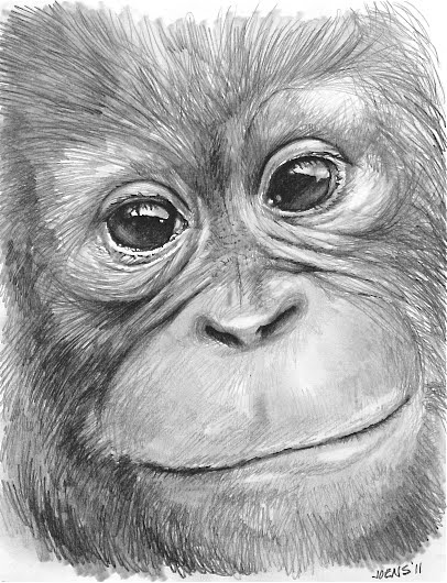 406x530 Sketch Of The Day Sketch Of The Day - Orangutan Sketch