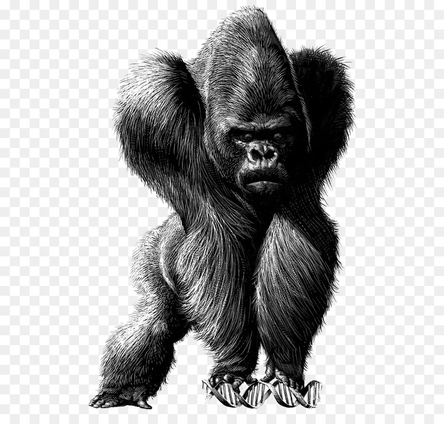 900x860 Spain Chile Drawing Satire Illustration - Orangutan Sketch