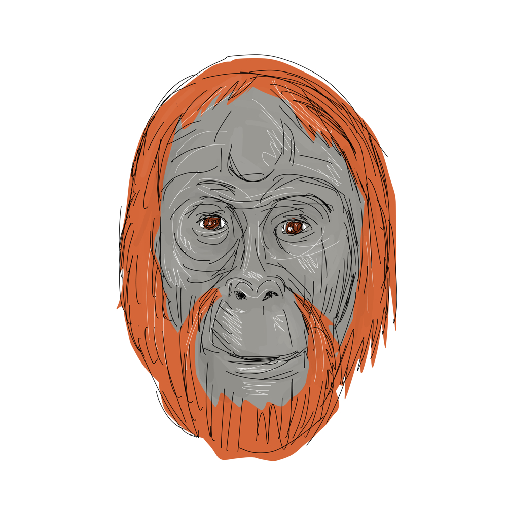 1000x1000 Unflanged Male Orangutan Drawing On Behance - Orangutan Sketch