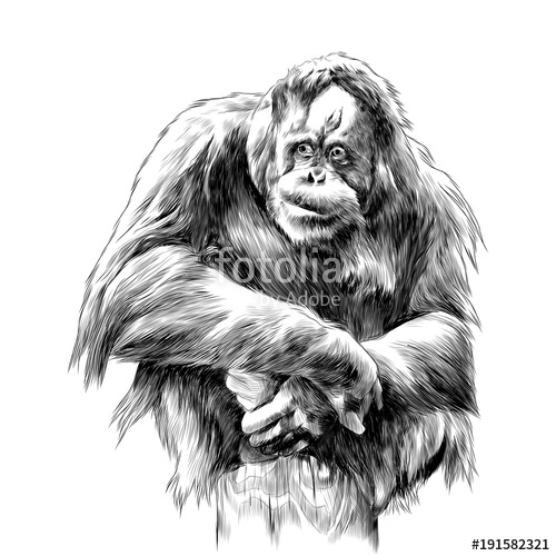 500x500 Orangutan Sitting On Stump Sketch Vector Graphic Monochrome - Orangutan Sketch