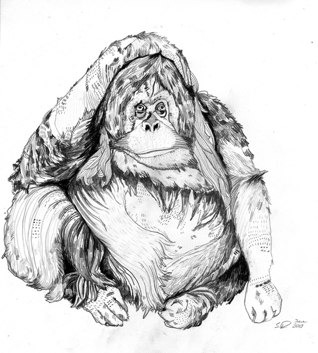 630x699 Orangutan Sketch Work In Progress. Web - Orangutan Sketch