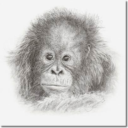 407x407 Buy A Baby Orangutan Sketch Greeting Card - Orangutan Sketch