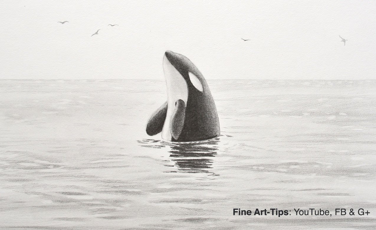 1275x782 How To Draw A Killer Whale - Orca Sketch