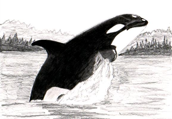 575x400 Mulgrave Efolio Orca Sketch - Orca Sketch