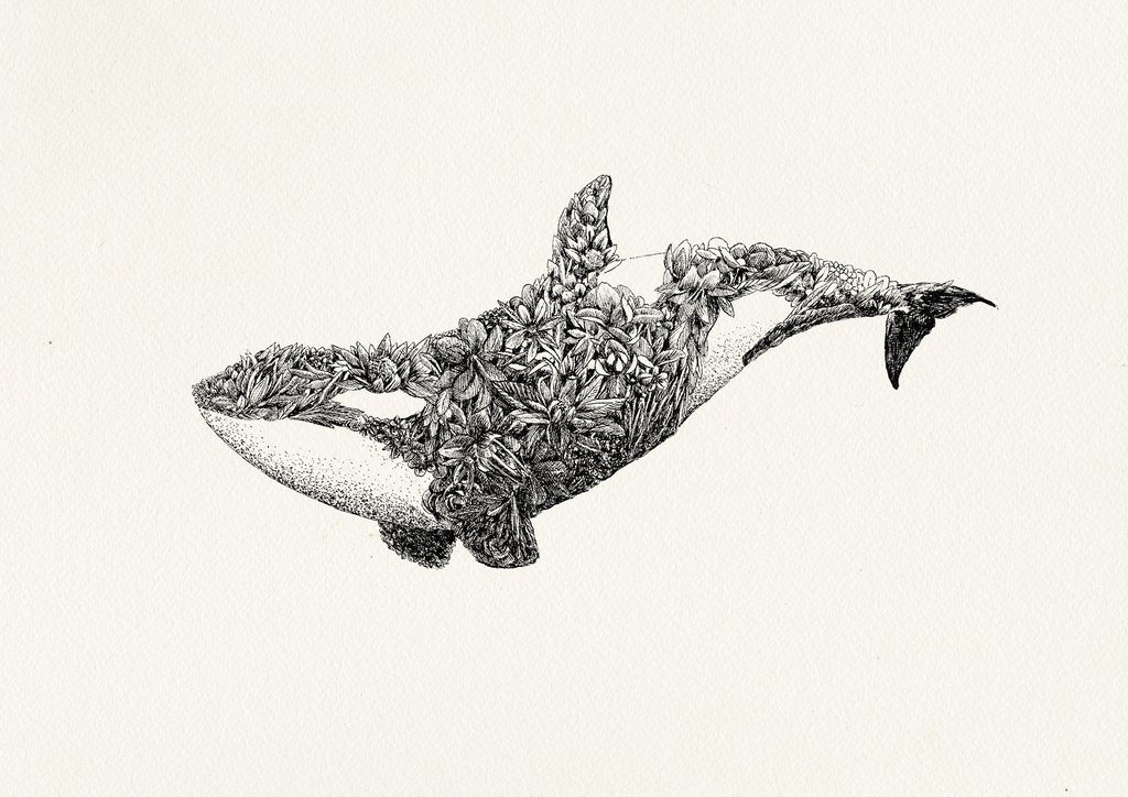1024x724 Orca - Orca Sketch