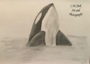 300x214 Orca Sketch Welcome - Orca Sketch