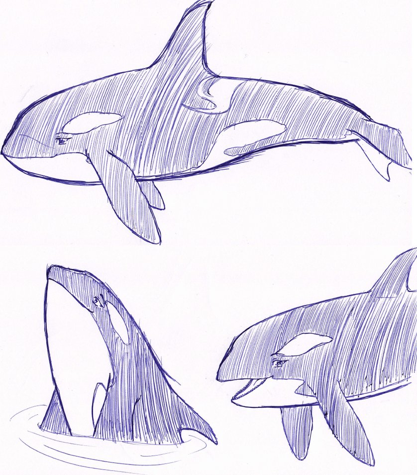 838x954 Orca Sketches By Featherwolf Pluma - Orca Sketch