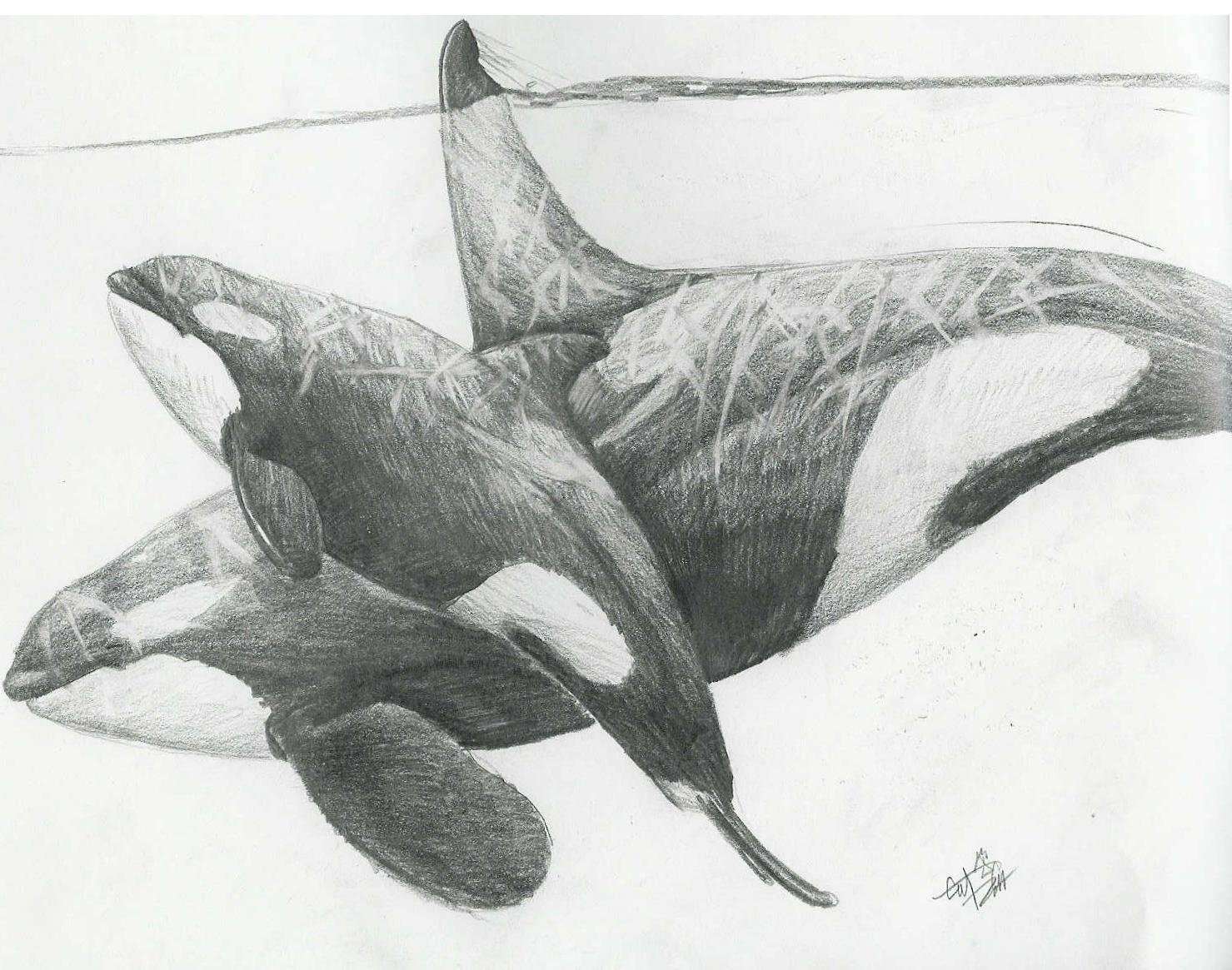 Orca Sketch at Explore collection of Orca Sketch