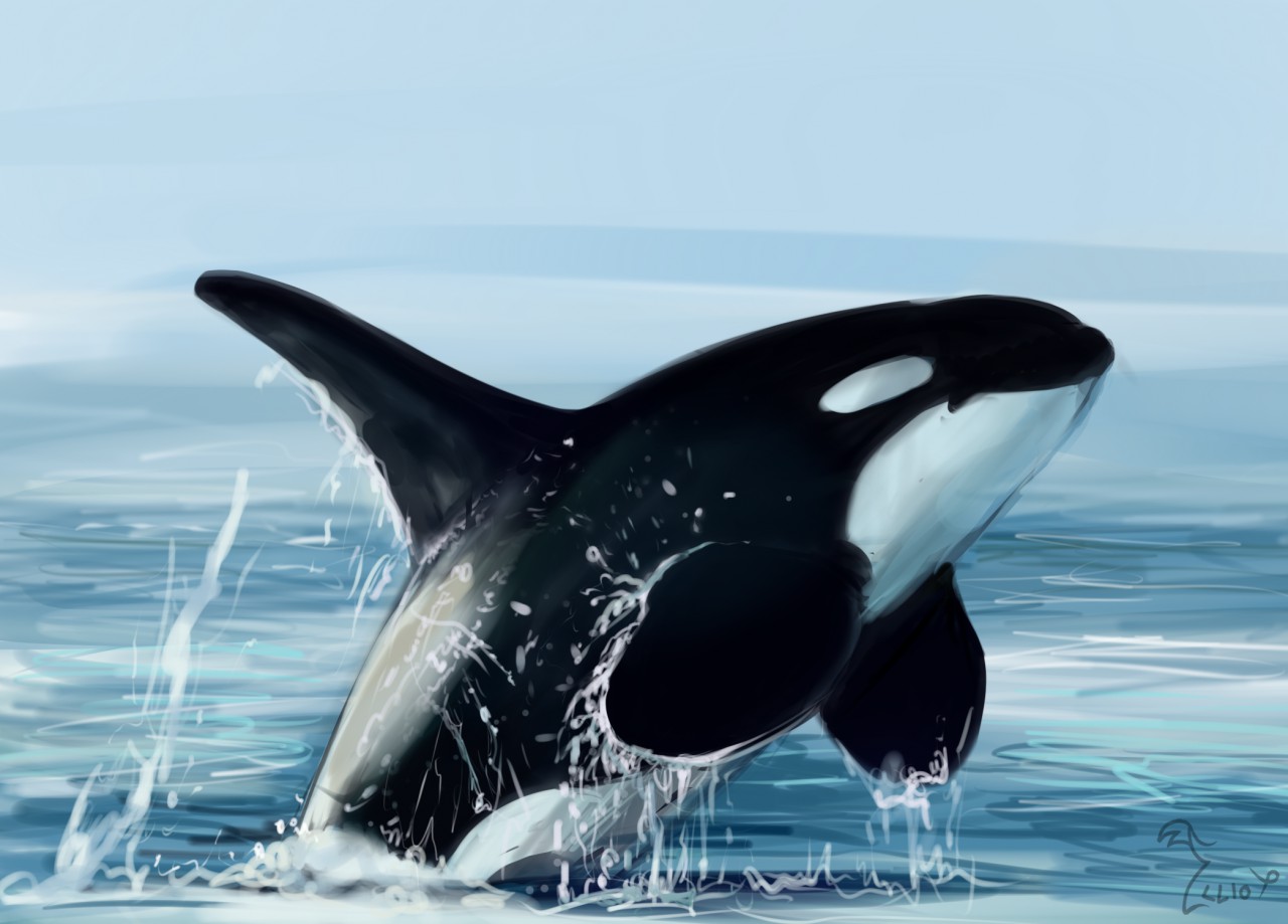 Orca Sketch By Binturongboy - Orca Sketch. 