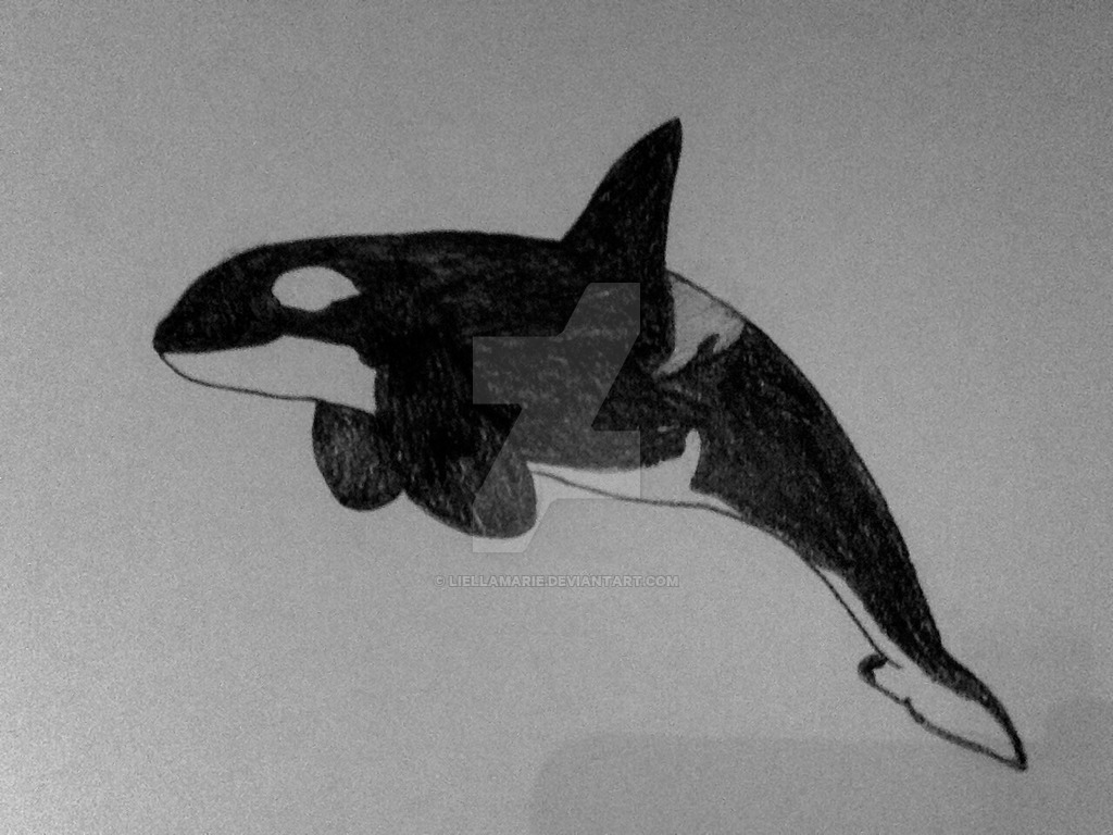 1024x768 Orca Sketch W Marker By Liellamarie - Orca Sketch