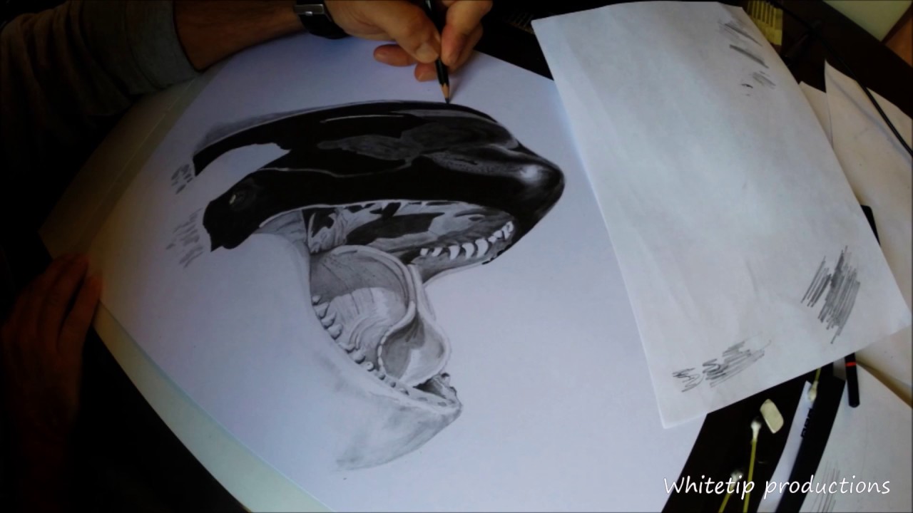 1280x720 Rip Tilikum The Orca. Time Lapse Pencil Sketch. - Orca Sketch