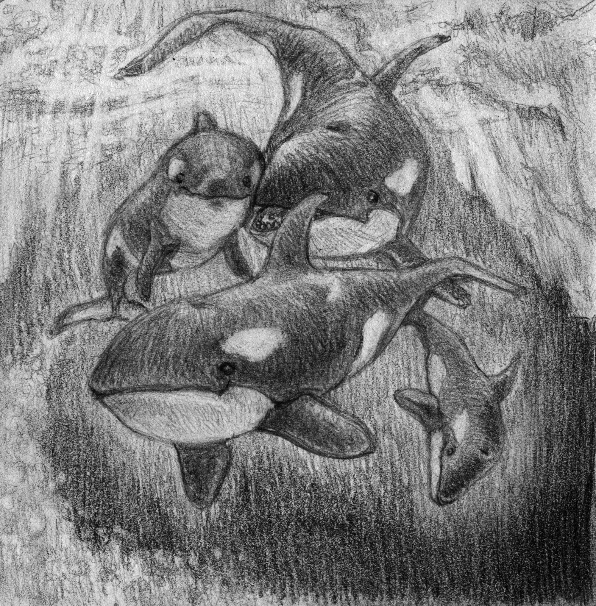 2002x2036 Tami Traylor Studio Orca - Orca Sketch