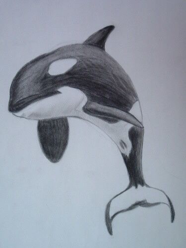 375x500 Killer Whale By Orcaya On @ Pic From My World - Orca Sketch