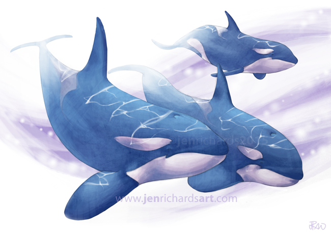 650x460 Orcas Jen Richards - Orca Sketch