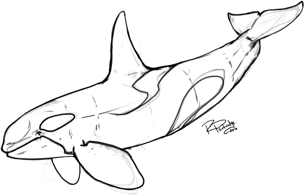 1024x658 Bull Orca Sketch By Sykoticorka - Orca Sketch