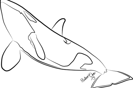 450x300 Collection Of Free Orca Drawing Easy. Download On Ubisafe - Orca Sketch