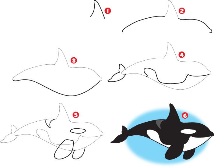 703x551 How To Draw A Killer Whale Kid Scoop Whales - Orca Whale Sketch