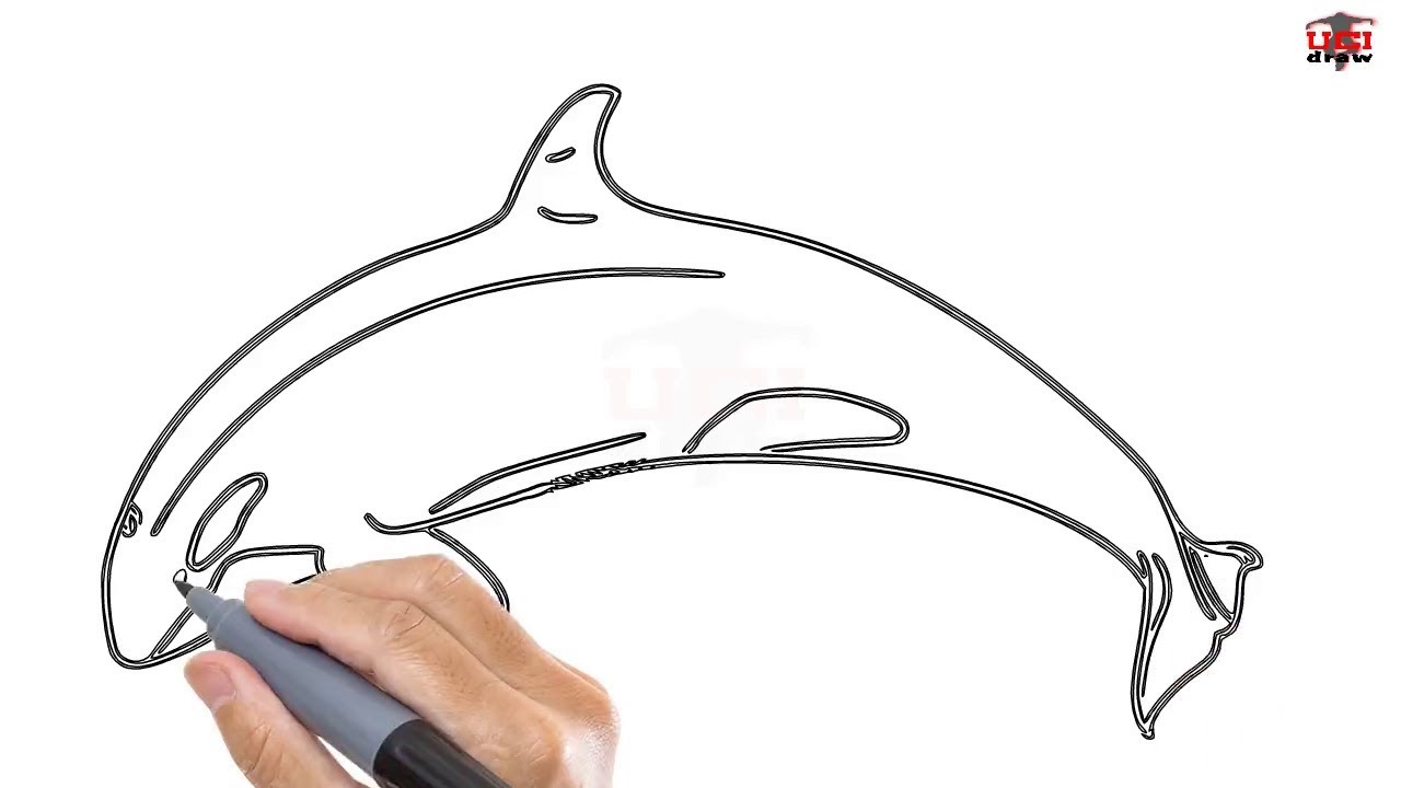 1280x720 How To Draw A Killer Whale Easy Step By Step Drawing Tutorials For - Orca Whale Sketch