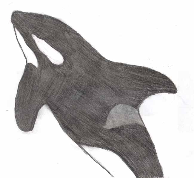 650x599 Killer Whale Pencil Drawing - Orca Whale Sketch
