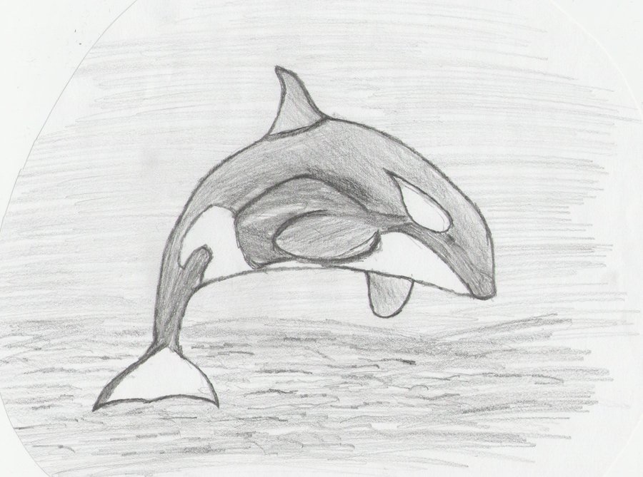 900x669 Orca Whale Pencil Drawing - Orca Whale Sketch