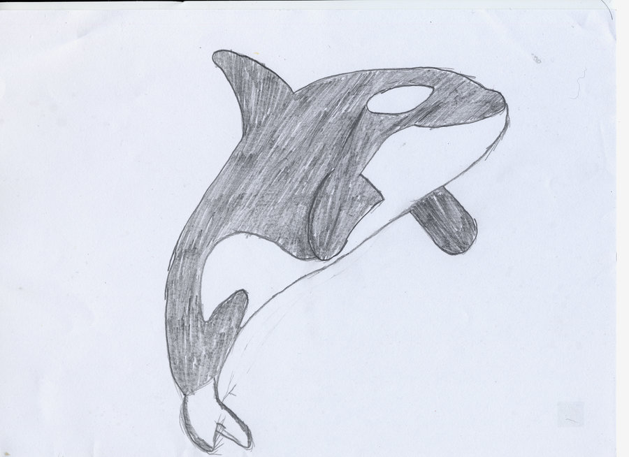 900x654 Orca Whale Doodle By Quaker132 - Orca Whale Sketch