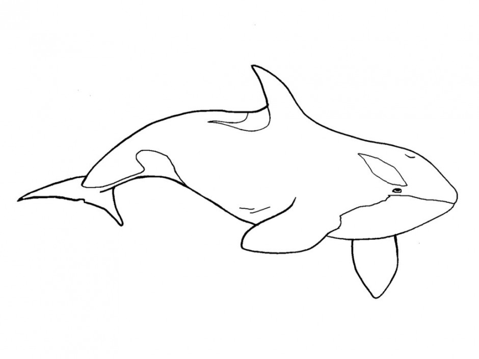 940x705 Orca Clipart Black And White - Orca Whale Sketch