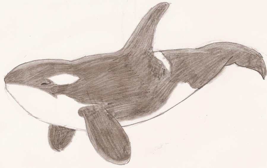 900x565 Orca Sketch - Orca Whale Sketch