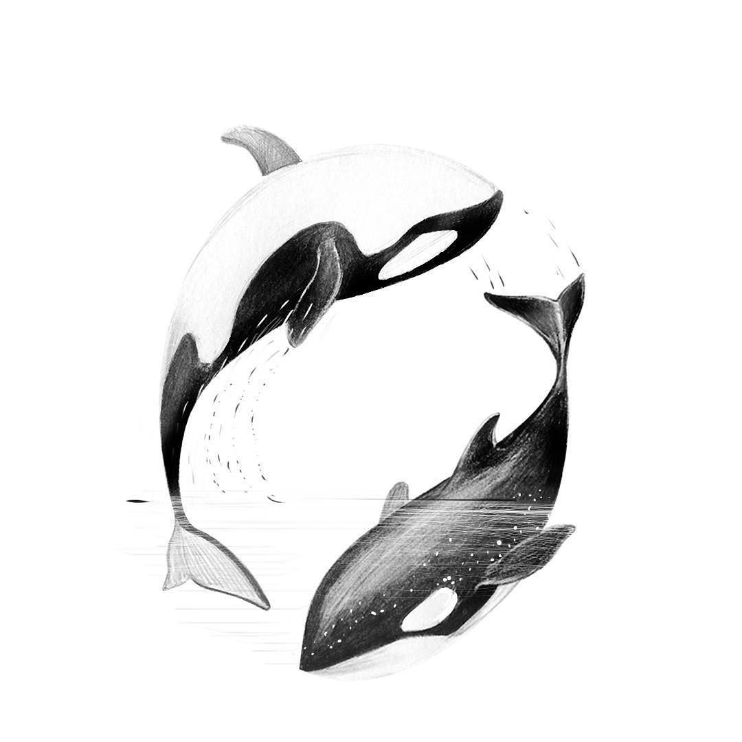 1080x1080 Pin By May Holley On Tattoo Ideas Drawings, Tattoos - Orca Whale Sketch