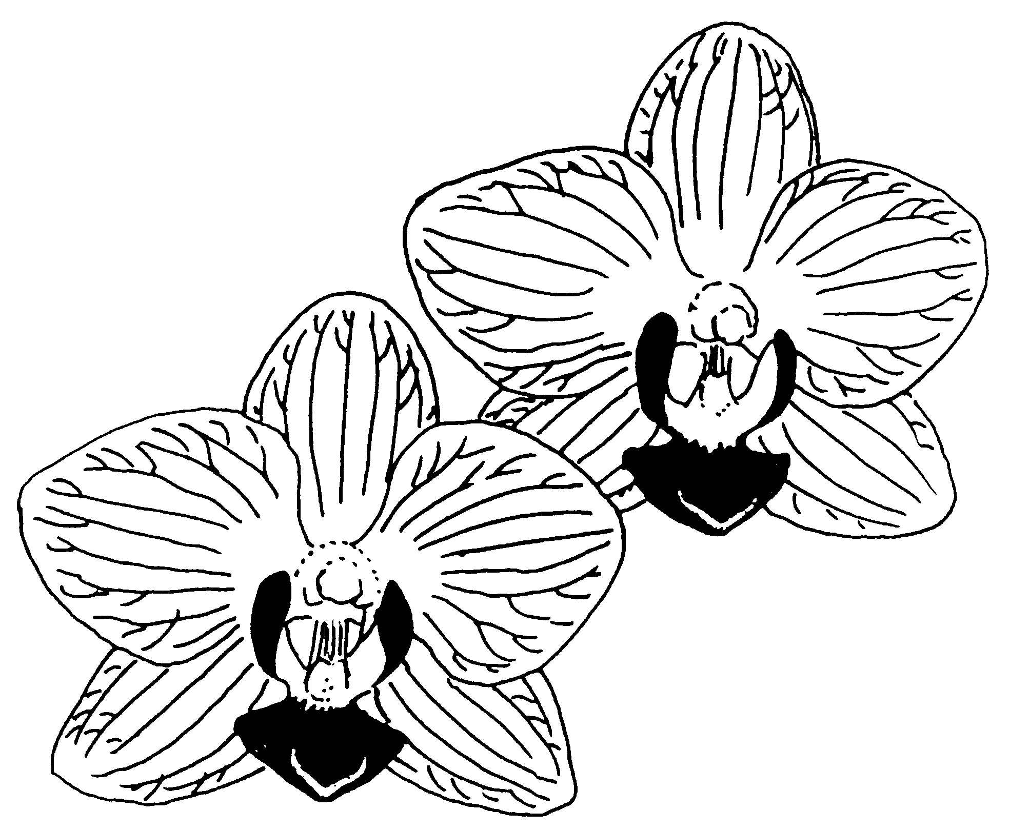 Orchid Flower Sketch At Paintingvalley Com Explore Collection Of