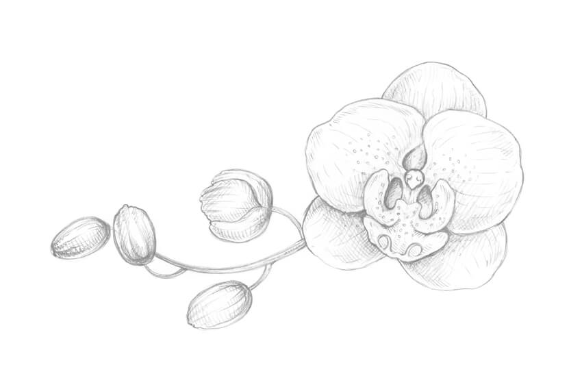 850x565 How To Draw An Orchid With Pastel Pencils - Orchid Flower Sketch