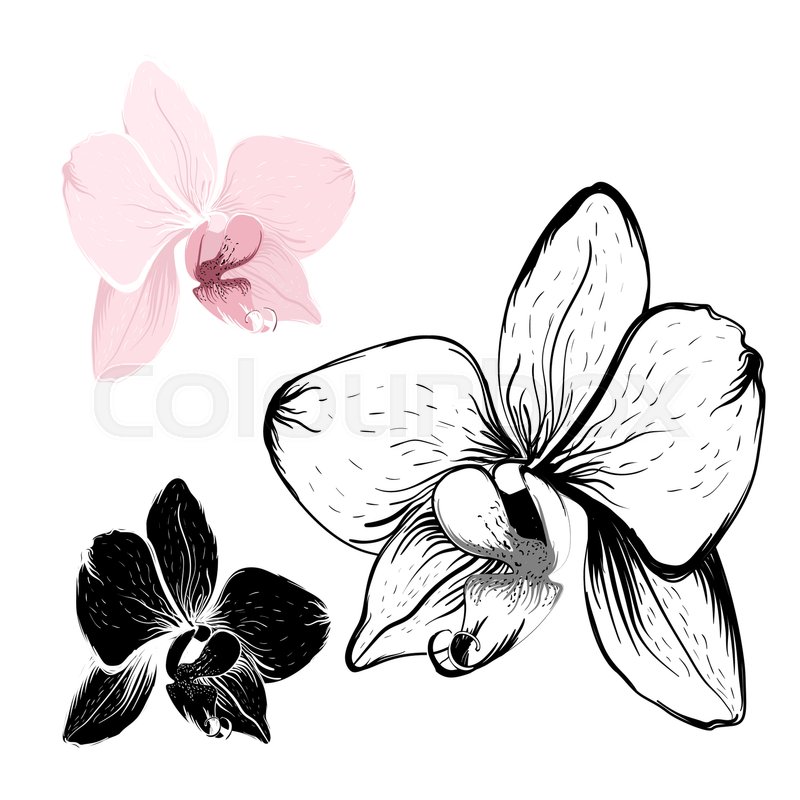 800x800 Isolated Orchid Flowers On White Background. Realistic Pink And - Orchid Flower Sketch